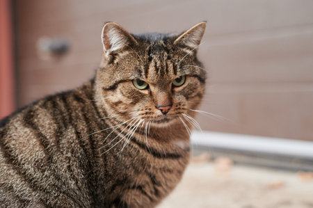 Close up portrait of a cat looking around. Beautiful cat look
