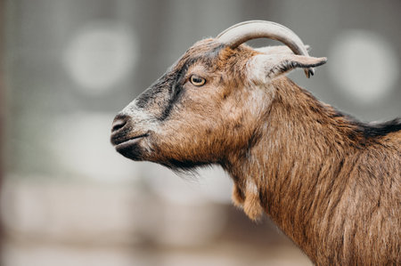 Goat. Portrait of a goat on a farm. Beautiful goat posing. Copy space.の写真素材