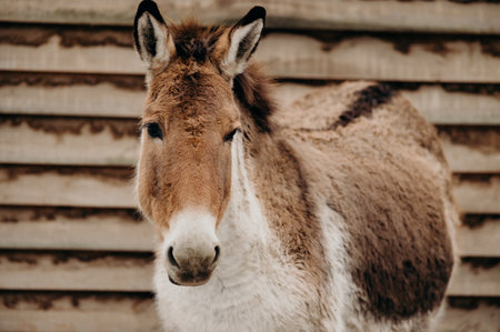 Kiang or Wild Ass, Equus kiang. Copy space.の写真素材