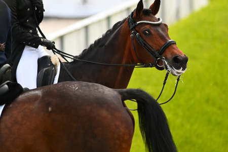 Kharkiv, Ukraine - June 4, 2021: The Equestrian FEI Dressage World Cup Kharkiv 2021のeditorial素材