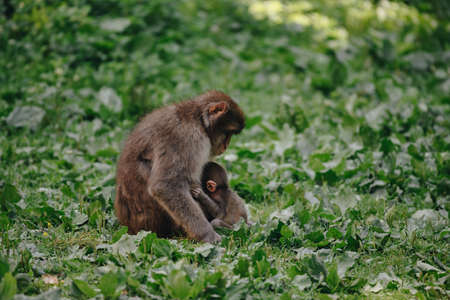 Japanese macaque with baby posing on the lawn at sunny dayの写真素材