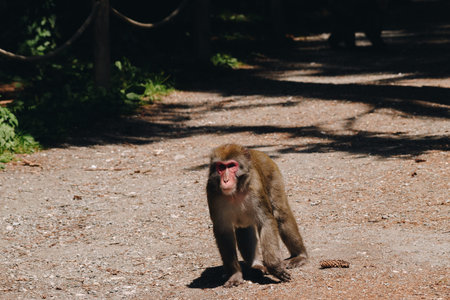 Japanese macaque posing on the lawn at sunny dayの写真素材