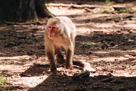 Japanese macaque posing on the lawn at sunny dayの写真素材