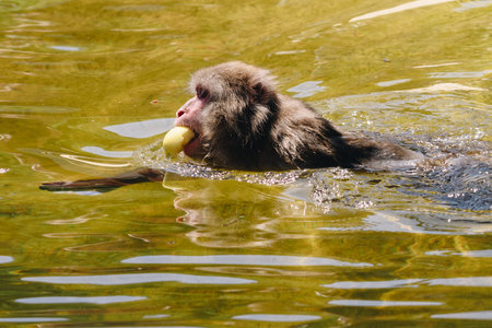 Japanese macaque posing in the water at sunny day