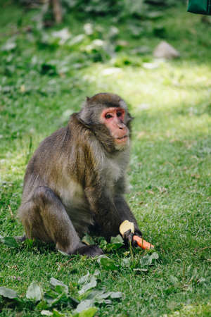 Japanese macaque posing on the lawn at sunny dayの写真素材