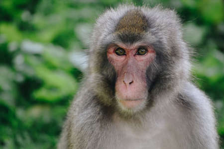 Japanese macaque looking in cameraの写真素材