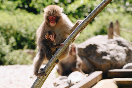 Japanese macaque with baby posing at sunny dayの写真素材