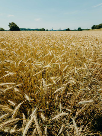 Golden wheat field stretching to the horizon under a clear blue sky, with industrial silhouettes in...