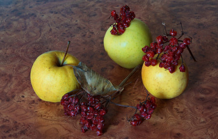Apples and mountain ash の写真素材