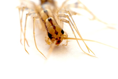 Macro wild flytrap  flycatch   isolatedの写真素材