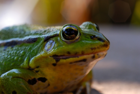 Frog on the rocks near small pondの写真素材