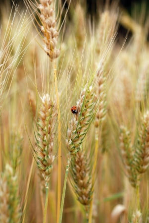 Ears of wheat and ladybirdの写真素材