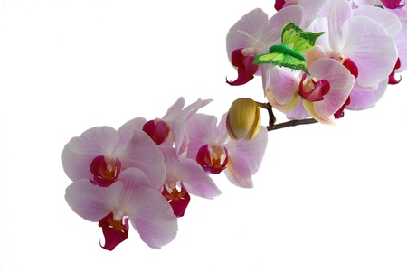Orchid isolated on white backgroundの写真素材