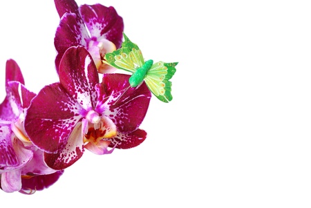 Orchid isolated on white backgroundの写真素材