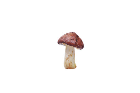 Fresh bolete  mushrooms isolatedの写真素材