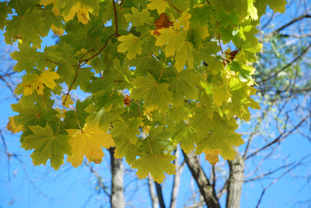 Yellow leaves in a sunlight