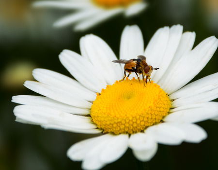 Bee on the chamomile flowersの写真素材