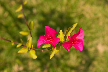 pink flower on a tree branch
