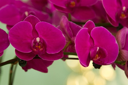 pink flower on green leavesの写真素材