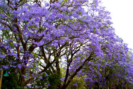 Jacaranda bush in Africa 
