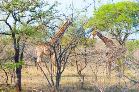 two tall giraffes in national Kruger Park in South Africa  More of this series on my portfolio  の写真素材