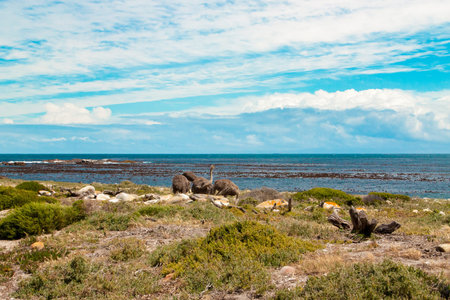 Ostrich  Struthio camelus  by the coast at the Cape of Good Hope, South Africa 