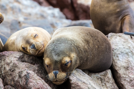 South American Sea lions relaxing on the rocks of the Ballestas Islands in the Paracas National park. Peru. Flora and faunaの写真素材