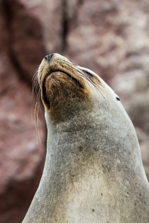 South American Sea lion relaxing on the rocks of the Ballestas Islands in the Paracas National park. Peru. Flora and faunaの写真素材