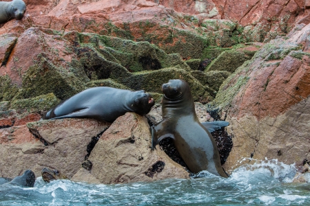 South American Sea lions relaxing on the rocks of the Ballestas Islands in the Paracas National park. Peru. Flora and faunaの写真素材