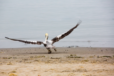 Pelican Taking Off on Ballestas Islands in Paracas. Peru. South America. Flora and faunaの写真素材