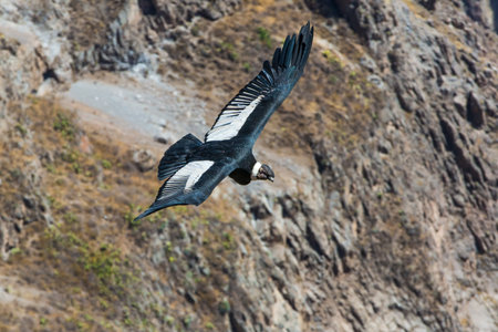 Flying condor over Colca canyon,Peru,South America. This is a condor the biggest flying bird on...