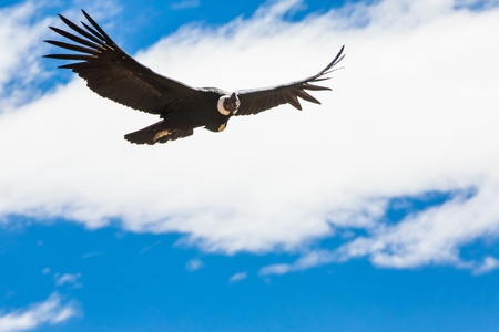 Flying condor over Colca canyon,Peru,South America. This is a condor the biggest flying bird on earthの写真素材