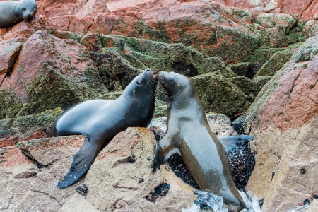 South American Sea lions relaxing on the rocks of the Ballestas Islands in the Paracas National park. Peru. Flora and faunaの写真素材