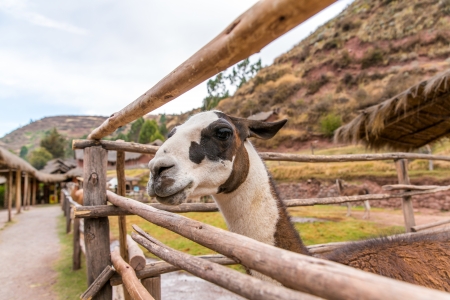 Peruvian  Llama. Farm of llama,alpaca,Vicuna in Peru,South America. Andean animal.Llama is South American camelidの写真素材