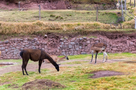 Peruvian  Llama. Farm of llama,alpaca,Vicuna in Peru,South America. Andean animal.Llama is South American camelidの写真素材