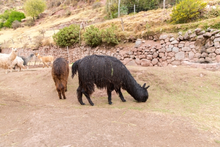 Peruvian alpaca. Farm of llama,alpaca,Vicuna in Peru,South America. Andean animal.Alpaca is South American camelidの写真素材