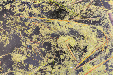 Lake Titicaca,South America, located on border of Peru and Bolivia  It sits 3,812 m above sea level, making it one of the highest commercially navigable lakes in the worldの写真素材