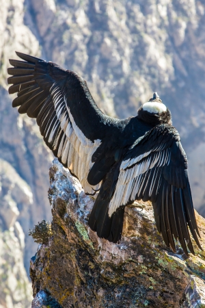 Condor at Colca canyon  sitting,Peru,South America. This is a condor the biggest flying bird on earthの写真素材