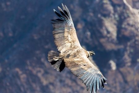Flying condor over Colca canyon,Peru,South America. This is a condor the biggest flying bird on earthの写真素材