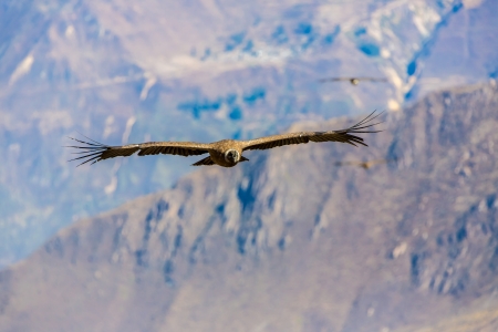 Flying condor over Colca canyon,Peru,South America. This is a condor the biggest flying bird on earthの写真素材