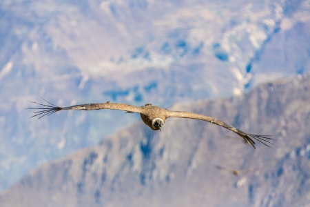 Flying condor over Colca canyon,Peru,South America. This is a condor the biggest flying bird on earthの写真素材