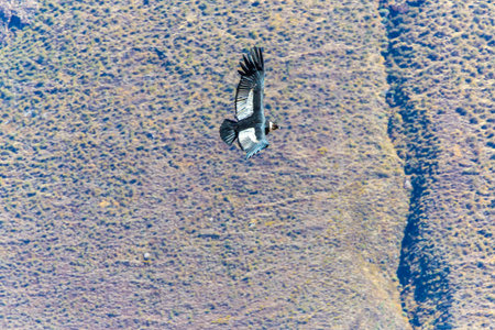 Flying condor over Colca canyon,Peru,South America. This is a condor the biggest flying bird on...