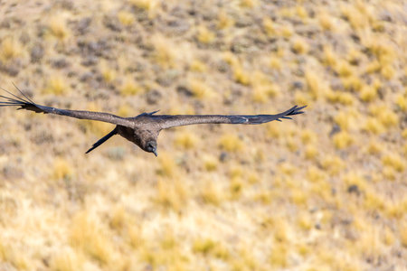 Flying condor over Colca canyon,Peru,South America. This is a condor the biggest flying bird on...