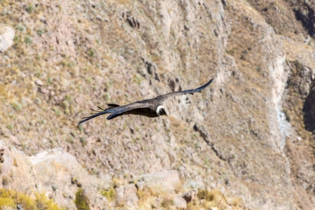 Flying condor over Colca canyon,Peru,South America. This is a condor the biggest flying bird on earthの写真素材