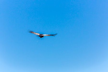 Flying condor over Colca canyon,Peru,South America. This is a condor the biggest flying bird on...