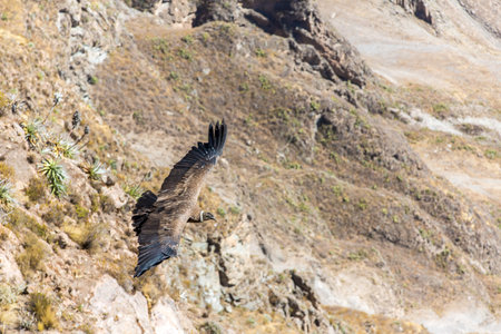 Flying condor over Colca canyon,Peru,South America. This is a condor the biggest flying bird on...