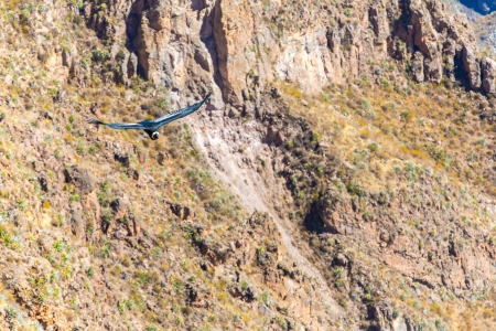 Flying condor over Colca canyon,Peru,South America. This is a condor the biggest flying bird on earthの写真素材