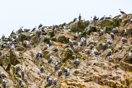 Aquatic seabirds in Peru.South America, coast at Paracas National Reservation, Peruvian Galapagos. Ballestas Islands.This birds hunters of fish and shellfishの写真素材