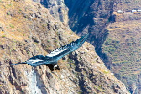 Flying condor over Colca canyon,Peru,South America  This is a condor the biggest flying bird on...