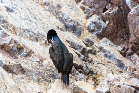 Aquatic seabirds in Peru,South America, coast at Paracas National Reservation, Peruvian Galapagos. Ballestas Islands.This birds hunters of fish and shellfish .の写真素材